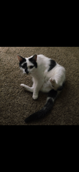 Lost Female Cat last seen Cumberland rest stop off I95, Fayetteville, NC 28301