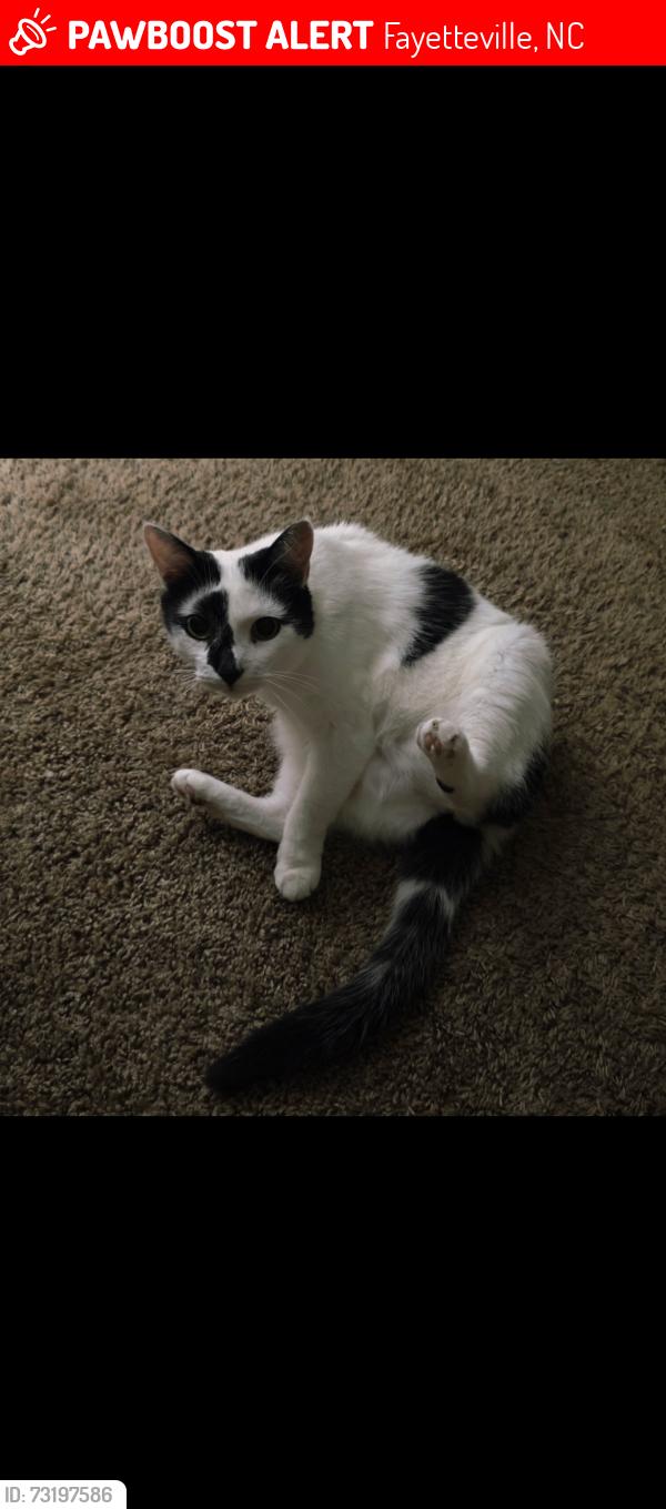 Lost Female Cat last seen Cumberland rest stop off I95, Fayetteville, NC 28301