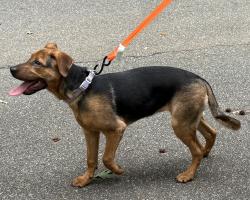 Found/Stray Male Dog last seen Pinewood Station apmts, Hillsborough, NC 27278