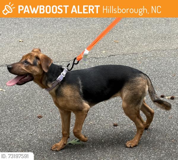 Found/Stray Male Dog last seen Pinewood Station apmts, Hillsborough, NC 27278