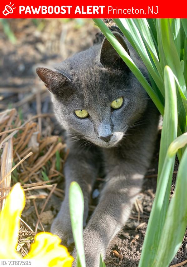 Lost Female Cat last seen Knoll Drive, Princeton, NJ, Princeton, NJ 08540