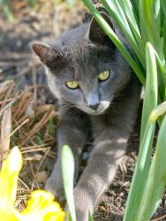 Lost Female Cat last seen Knoll Drive, Princeton, NJ, Princeton, NJ 08540