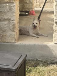 Reunited Male Dog last seen Ranch view, San Antonio, TX 78254