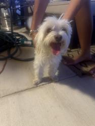 Reunited Male Dog last seen Lonesome Dove Park, Arlington, TX 76002