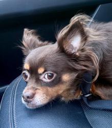 Found/Stray Male Dog last seen 63rd and Dover, Oakland, CA 94609