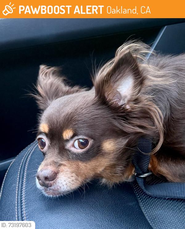 Found/Stray Male Dog last seen 63rd and Dover, Oakland, CA 94609