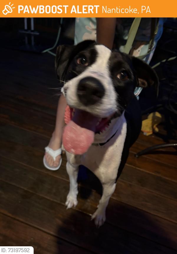 Found/Stray Female Dog last seen S hanover/ Washington street nanticoke, Nanticoke, PA 18634