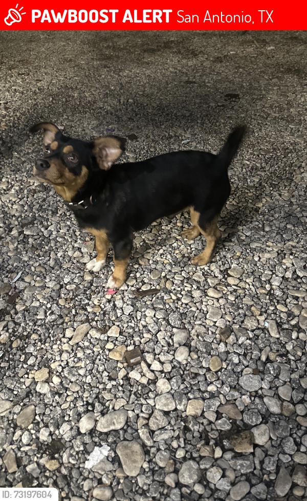 Lost Male Dog last seen Rigsby Ave and Hollyhill St., San Antonio, TX 78222