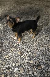 Lost Male Dog last seen Rigsby Ave and Hollyhill St., San Antonio, TX 78222