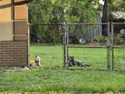 Reunited Unknown Dog last seen Innsbruck and Jepson St, Orlando, FL 32825