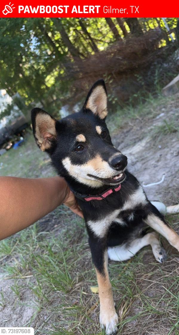 Lost Female Dog last seen We have family dollar across the woods from us, Gilmer, TX 75645