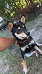 Lost Female Dog last seen We have family dollar across the woods from us, Gilmer, TX 75645
