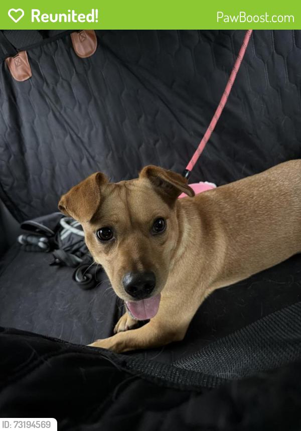 Reunited Male Dog last seen Songbird Street x Taxahaw Rd, Lancaster, SC 29720
