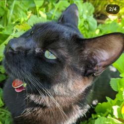 Reunited Male Cat last seen San Bernardino and Irwindale, Covina, CA 91722
