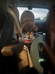 Reunited Female Dog last seen Tazikis at the Colonade, Birmingham, AL 35243