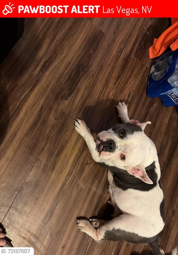 Lost Female Dog last seen around 2000 Howard Ave, Las Vegas, NV 89104