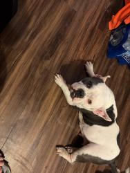 Lost Female Dog last seen around 2000 Howard Ave, Las Vegas, NV 89104
