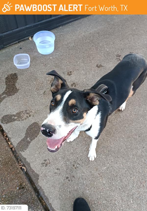 Found/Stray Male Dog last seen Lifestyle cir, Fort Worth, TX 76119