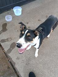 Found/Stray Male Dog last seen Lifestyle cir, Fort Worth, TX 76119