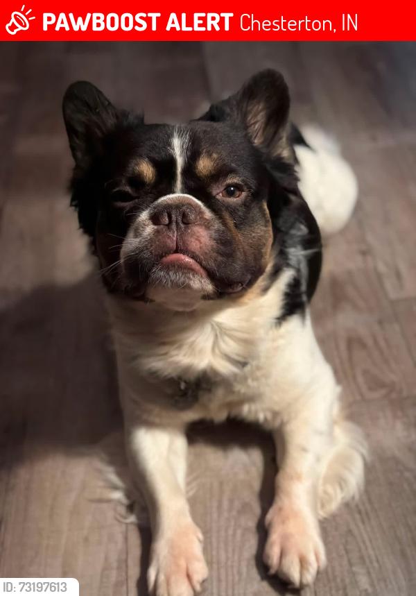 Lost Male Dog last seen Calumet Ave and 1100 N, Chesterton, IN 46304