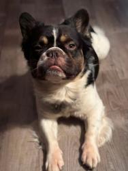 Lost Male Dog last seen Calumet Ave and 1100 N, Chesterton, IN 46304