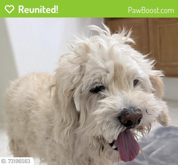 Reunited Unknown Dog last seen Tenaya, Maybrook, Las Vegas, NV 89129