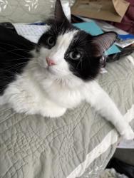 Lost Female Cat last seen Fremont 22nd, Minneapolis, MN 55411