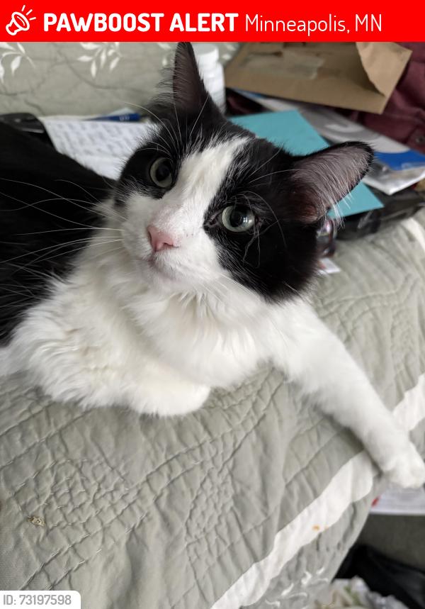 Lost Female Cat last seen Fremont 22nd, Minneapolis, MN 55411