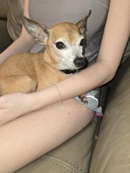 Reunited Male Dog last seen Still oaks drive and OAK DR e, Trussville, AL 35173