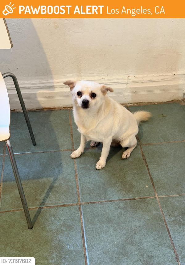 Found/Stray Male Dog last seen Inside the home, Los Angeles, CA 90011