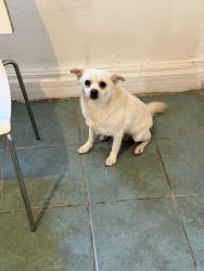 Found/Stray Male Dog last seen Inside the home, Los Angeles, CA 90011