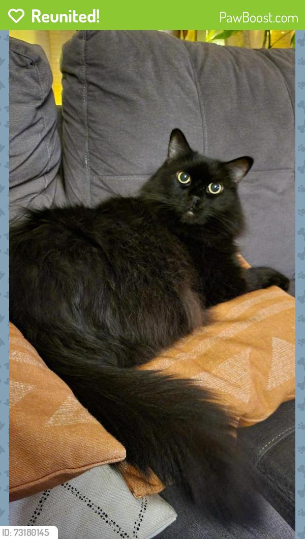 Reunited Female Cat last seen Saint Eloi, Oshawa Blvd, Oshawa, ON L1H 2N4