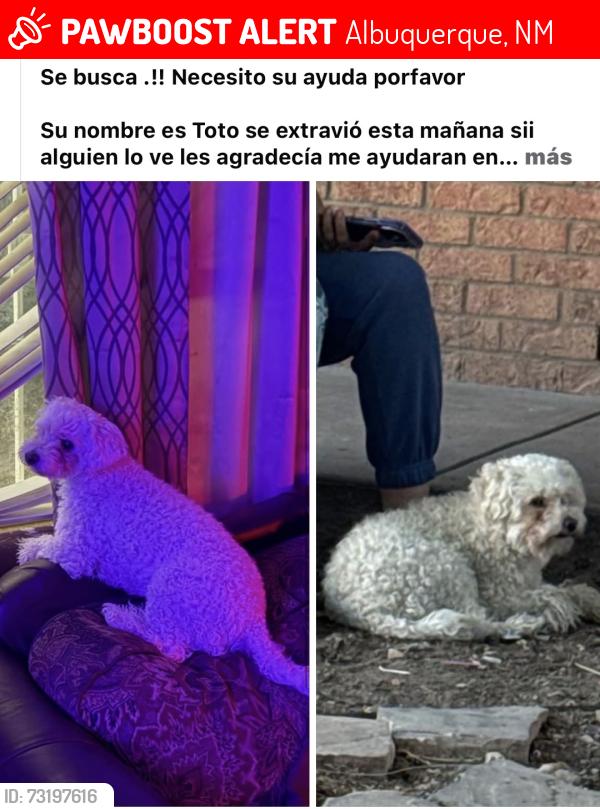 Lost Male Dog last seen Benavides y Del Maestro, Albuquerque, NM 87121