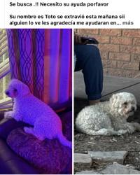 Lost Male Dog last seen Benavides y Del Maestro, Albuquerque, NM 87121