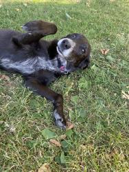 Reunited Female Dog last seen 37th and Ainsworth, Portland, OR 97211