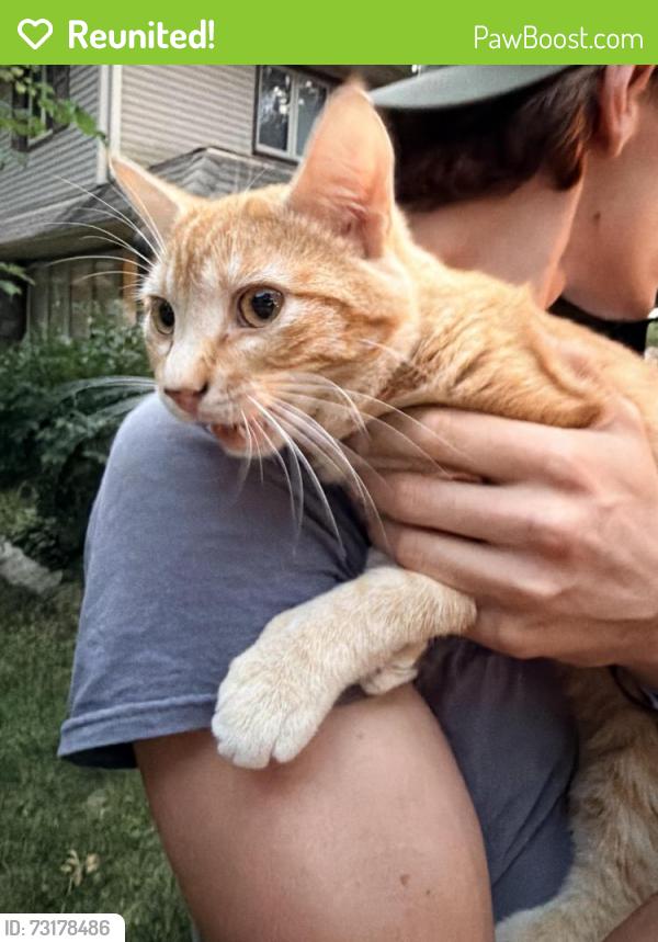 Reunited Male Cat last seen Heritage park, Arlington Heights, IL 60005