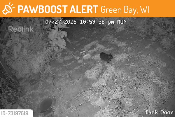 Found/Stray Unknown Cat last seen Auburn and Clay. street in Allouez, Green Bay, WI 54301