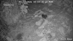 Found/Stray Unknown Cat last seen Auburn and Clay. street in Allouez, Green Bay, WI 54301