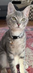 Lost Male Cat last seen Burney, Salem, Mt.Washington, Anderson, Cincinnati, OH 45230