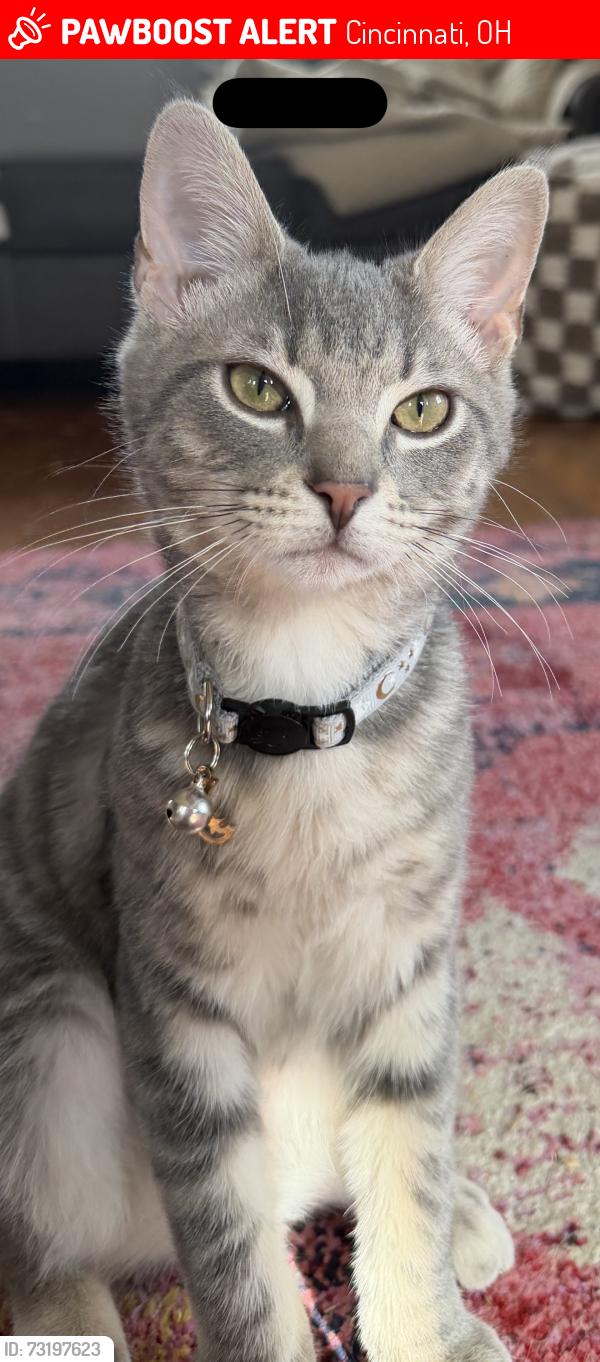 Lost Male Cat last seen Burney, Salem, Mt.Washington, Anderson, Cincinnati, OH 45230