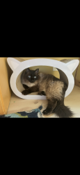 Lost Male Cat last seen Toad Holler PL NE and Hidden Cove Rd W, Bainbridge Island, WA 98110
