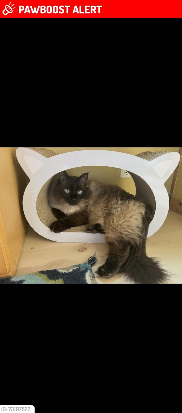 Lost Male Cat last seen Toad Holler PL NE and Hidden Cove Rd W, Bainbridge Island, WA 98110