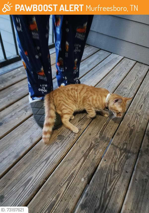 Found/Stray Unknown Cat last seen Wenlon Dr, Murfreesboro, TN 37130