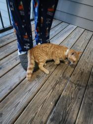 Found/Stray Unknown Cat last seen Wenlon Dr, Murfreesboro, TN 37130