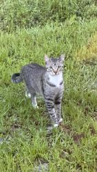 Reunited Male Cat last seen 2nd Ave Ne. Naples, Fl 34120, Naples, FL 34120
