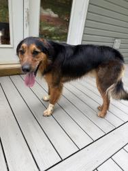 Reunited Male Dog last seen Fork of Ivy, Weaverville, NC 28787