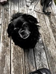 Reunited Male Dog last seen Hill view crescent, Edmonton, AB T6L 1C4