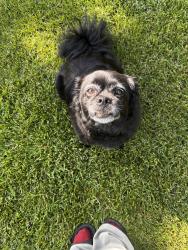 Lost Male Dog last seen Hillview crescent, Edmonton, AB 