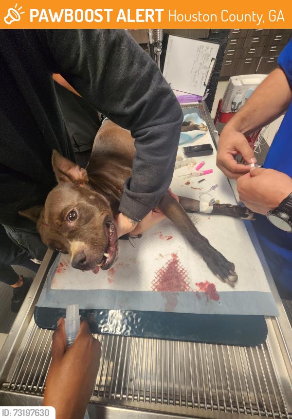Found/Stray Female Dog last seen Moody rd bonaire, ga, Houston County, GA 31005