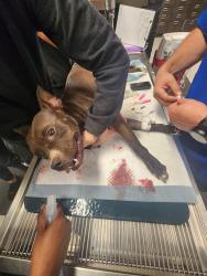 Found/Stray Female Dog last seen Moody rd bonaire, ga, Houston County, GA 31005